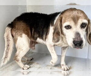 Beagle Dogs for adoption in Houston, TX, USA