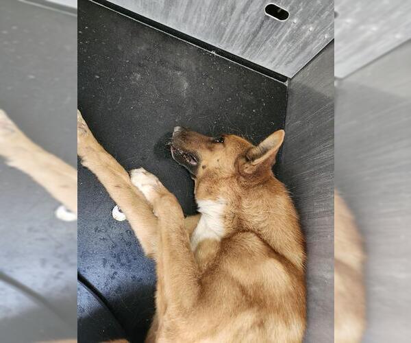 Medium Photo #1 German Shepherd Dog-Unknown Mix Puppy For Sale in San Antonio, TX, USA