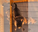 Small Photo #1 Mutt Puppy For Sale in Alexandria, KY, USA