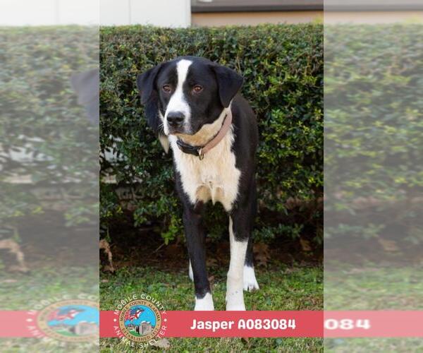 Medium Photo #2 Border Collie Puppy For Sale in Mobile, AL, USA