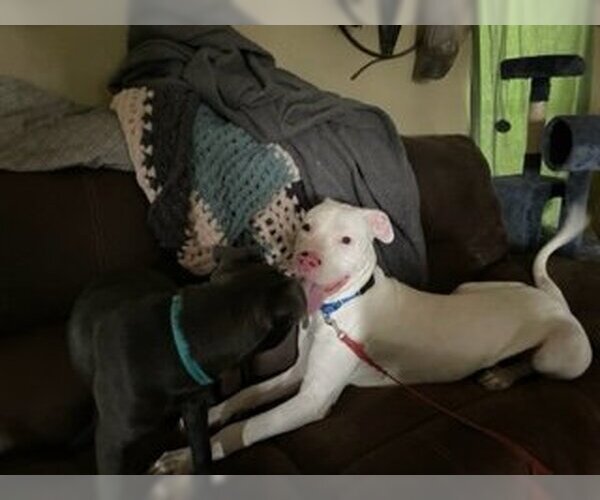 Medium Photo #8 Dogo Argentino Puppy For Sale in Pleasanton, TX, USA