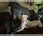 Small Photo #8 Dogo Argentino Puppy For Sale in Pleasanton, TX, USA