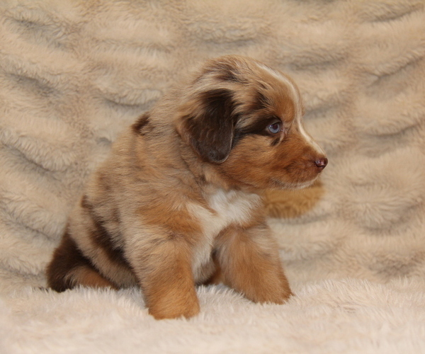 Medium Photo #5 Australian Retriever Puppy For Sale in STEWART, MS, USA