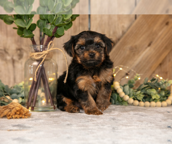 Medium Photo #8 Yorkshire Terrier Puppy For Sale in GREENWICH, OH, USA