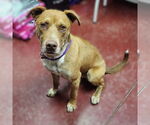 Small #12 American Pit Bull Terrier-Labrador Retriever Mix