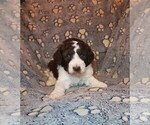Small #1 Poodle (Standard)
