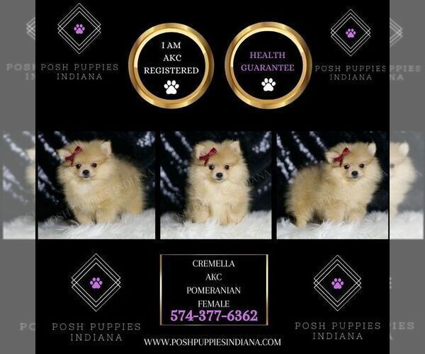Medium Photo #2 Pomeranian Puppy For Sale in WARSAW, IN, USA