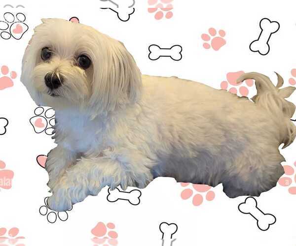 Medium Photo #1 Maltese Puppy For Sale in OCALA, FL, USA