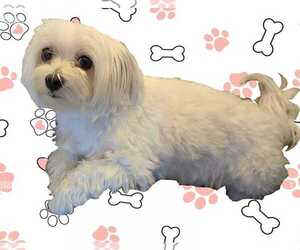 Mother of the Maltese puppies born on 05/20/2026
