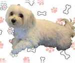Small Photo #1 Maltese Puppy For Sale in OCALA, FL, USA