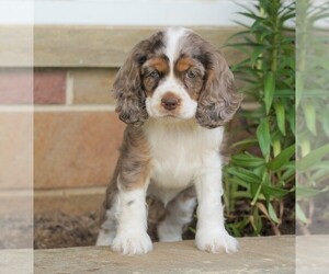 Cocker Spaniel Puppy for sale in FREDERICKSBG, OH, USA