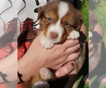 Small Miniature Australian Shepherd