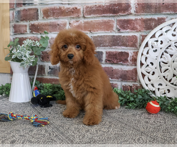 Medium Photo #6 Cavapoo (Miniature) Puppy For Sale in SYRACUSE, IN, USA