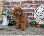 Small Photo #6 Cavapoo (Miniature) Puppy For Sale in SYRACUSE, IN, USA
