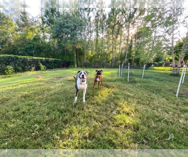 Medium Photo #20 American Pit Bull Terrier-Great Dane Mix Puppy For Sale in Bullard, TX, USA