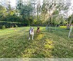 Small #19 American Pit Bull Terrier-Great Dane Mix