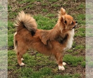 Chihuahua Puppy for sale in MUSKOGEE, OK, USA