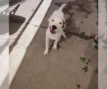 Small Photo #2 American Pit Bull Terrier-Unknown Mix Puppy For Sale in Tulsa, OK, USA