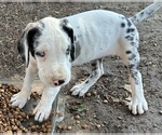 Small #6 Great Dane