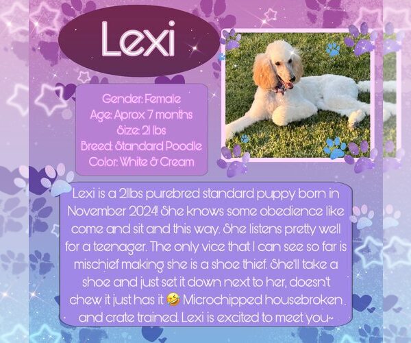 Medium Photo #1 Poodle (Standard) Puppy For Sale in Rancho Cordova, CA, USA
