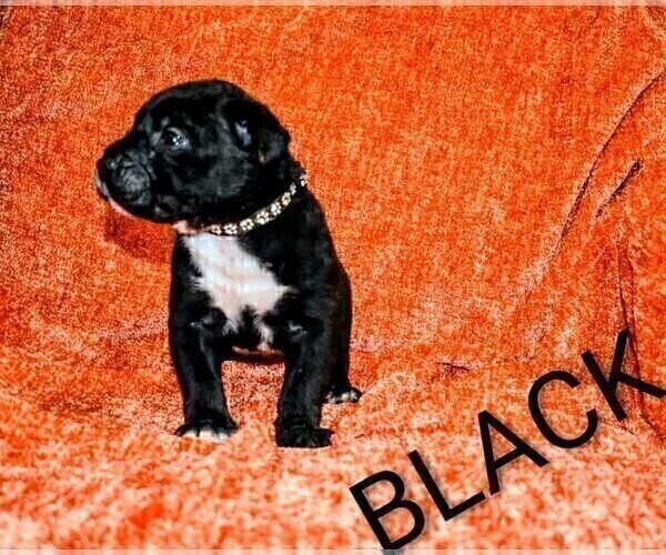 Medium Photo #1 Presa Canario Puppy For Sale in PHILADELPHIA, PA, USA