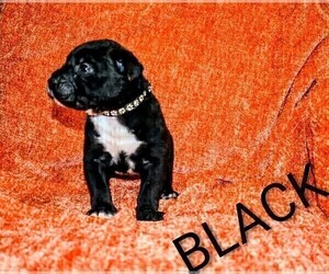 Medium Presa Canario