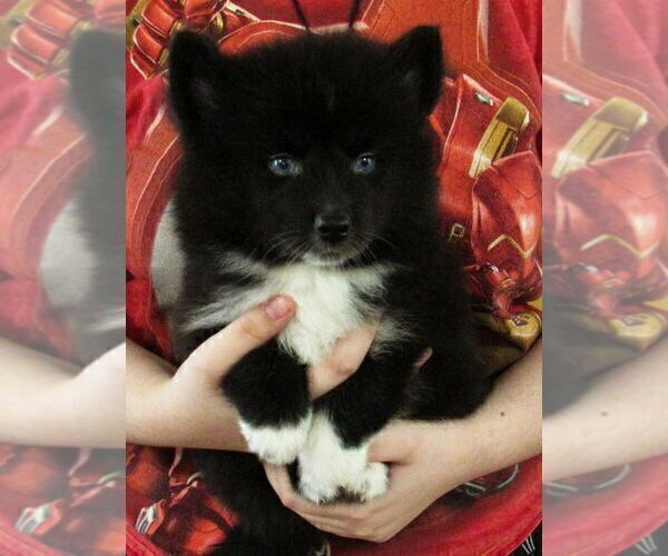 Medium Photo #3 Huskimo Puppy For Sale in SEBRING, FL, USA