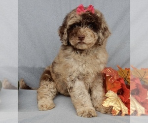 Goldendoodle (Miniature) Puppy for sale in WOOSTER, OH, USA