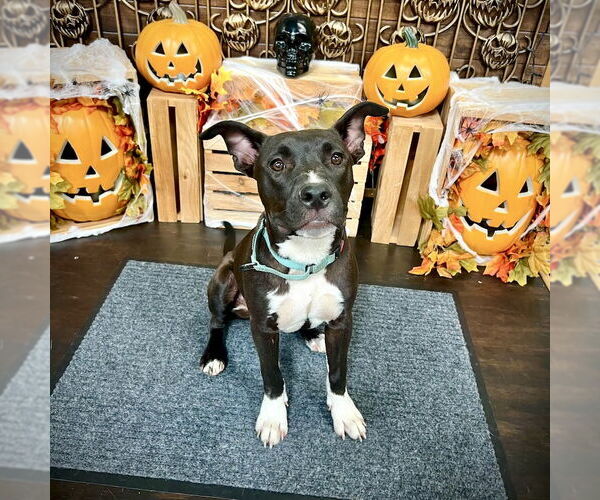Medium Photo #1 American Staffordshire Terrier-Unknown Mix Puppy For Sale in San Juan Capistrano, CA, USA