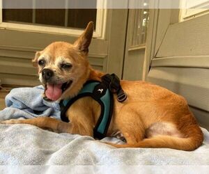 Chihuahua-Unknown Mix Dogs for adoption in Boonton, NJ, USA