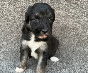 Bordoodle Puppy for sale in CHETEK, WI, USA