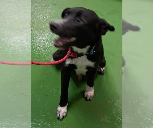 Medium Photo #6 Beagle-Unknown Mix Puppy For Sale in Rustburg, VA, USA