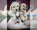 Small #12 Golden Retriever
