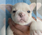 Small Photo #8 French Bulldog Puppy For Sale in PLANO, TX, USA