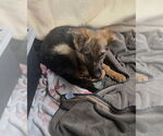 Small #2 German Shepherd Dog Mix