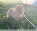 Small Photo #1 Pomeranian Puppy For Sale in BOSTON, MA, USA
