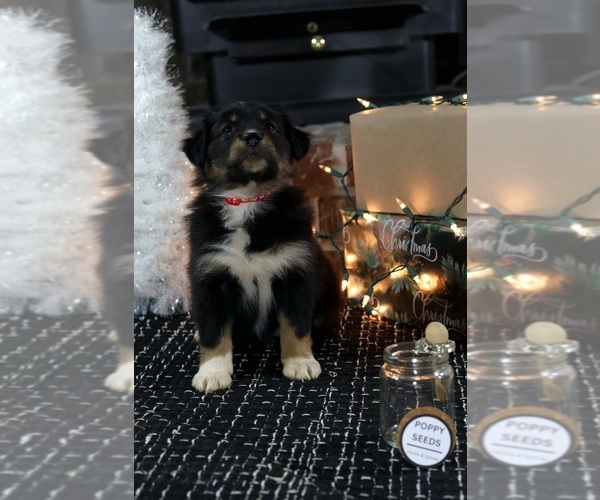 Medium Photo #4 Miniature American Shepherd Puppy For Sale in DAWSON, GA, USA