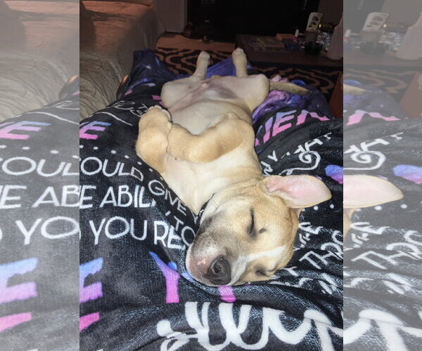 Medium Photo #7 Boxer-Unknown Mix Puppy For Sale in The Woodlands, TX, USA