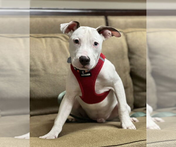 Medium Photo #2 American Pit Bull Terrier-Unknown Mix Puppy For Sale in Mundelein, IL, USA