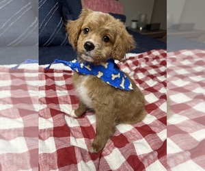 Cavapoo Puppy for sale in RICHMOND, IL, USA