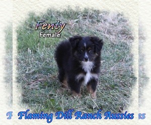 Miniature Australian Shepherd Puppy for sale in FORESTBURG, TX, USA
