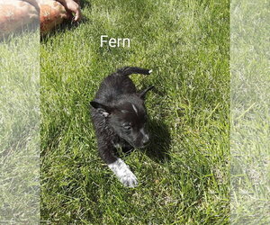 Chihuahua-Unknown Mix Dogs for adoption in MIDWAY, UT, USA