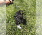 Small Chihuahua Mix