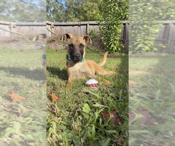 Medium Photo #1 Mutt Puppy For Sale in Imlay City, MI, USA