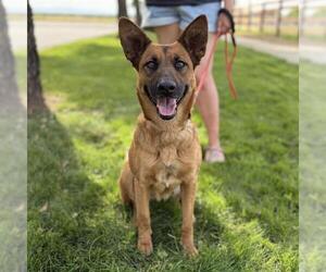 German Shepherd Dog-Unknown Mix Dogs for adoption in Modesto, CA, USA