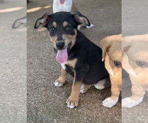 Labrador Retriever-Unknown Mix Dogs for adoption in Rockaway, NJ, USA