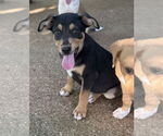 Small Labrador Retriever Mix