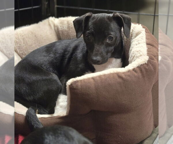 Medium Photo #2 Chiweenie Puppy For Sale in Claremore, OK, USA