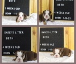 Small Photo #2 English Bulldog Puppy For Sale in PINE VILLAGE, IN, USA
