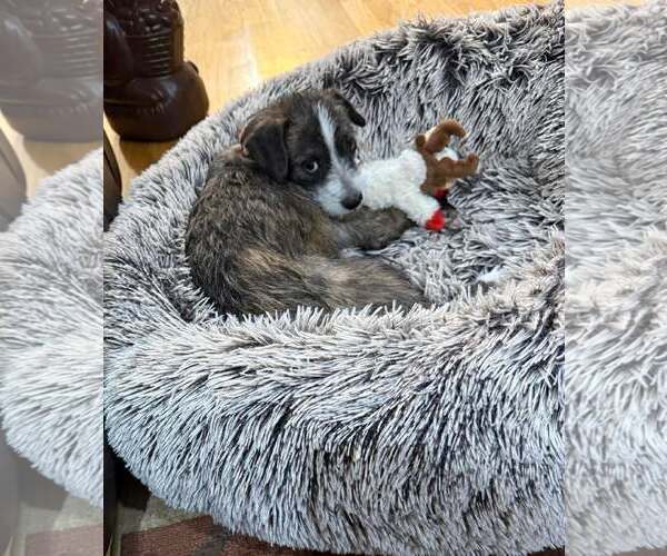 Medium Photo #2 Mutt Puppy For Sale in Minneapolis, MN, USA